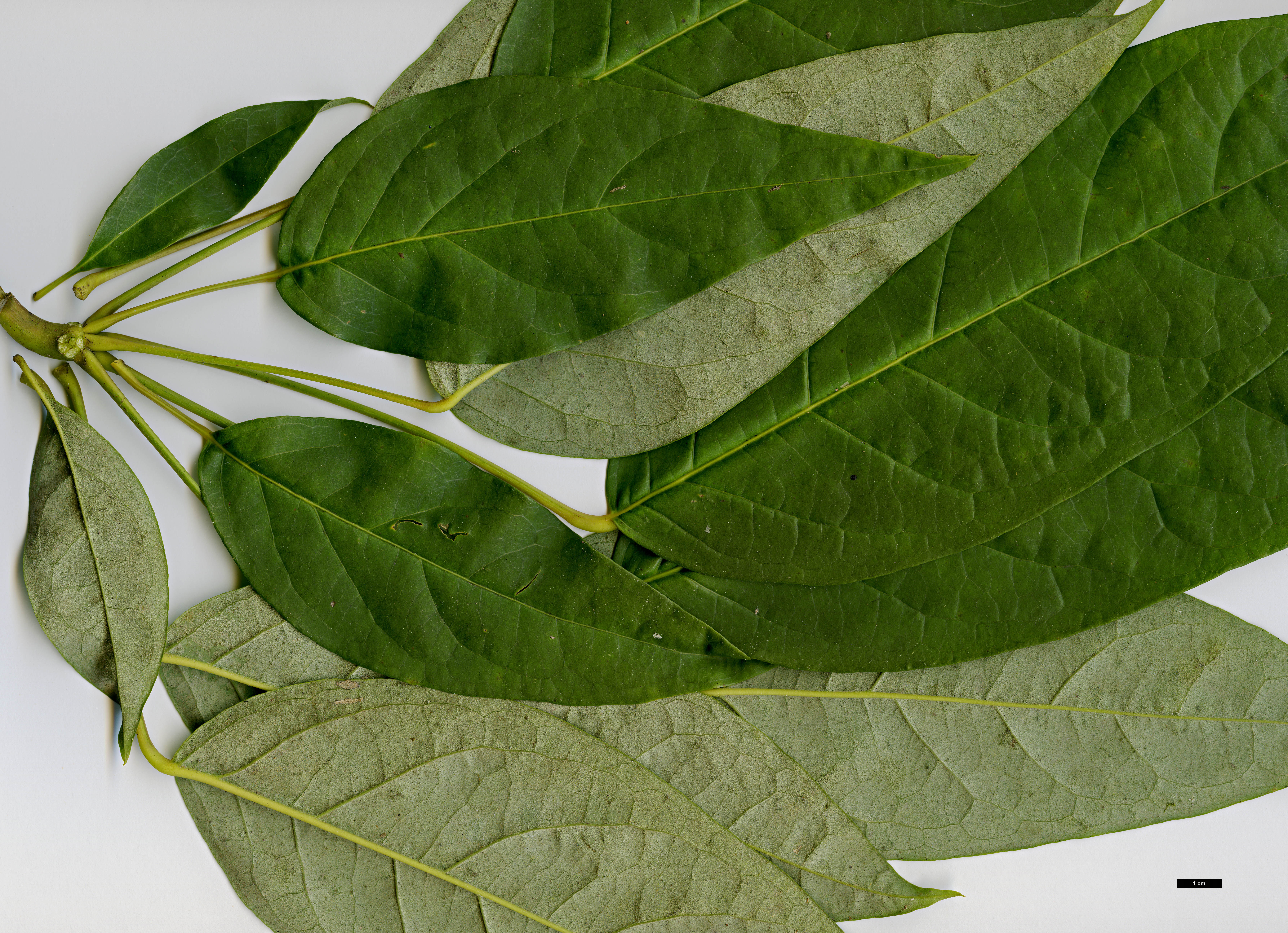 High resolution image: Family: Araliaceae - Genus: Schefflera - Taxon: minutistellata